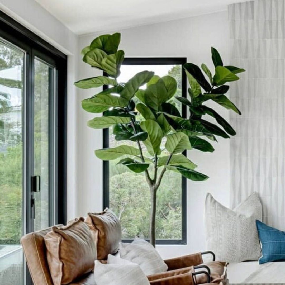large artificial fiddle leaf tree in living room