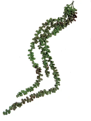Pearl Succulent String Plant 79cm